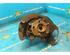 Stub Axle MAZDA 3 Stufenheck (BL)