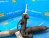 Steering Gear FORD Focus C-Max (--), FORD C-Max (DM2), FORD Kuga I (--), FORD Kuga II (DM2)
